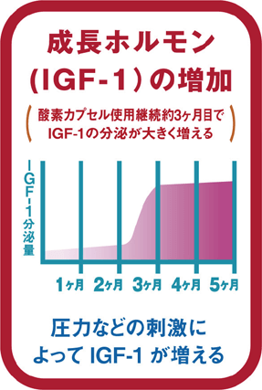 成長ホルモン（IGF-1）の増加